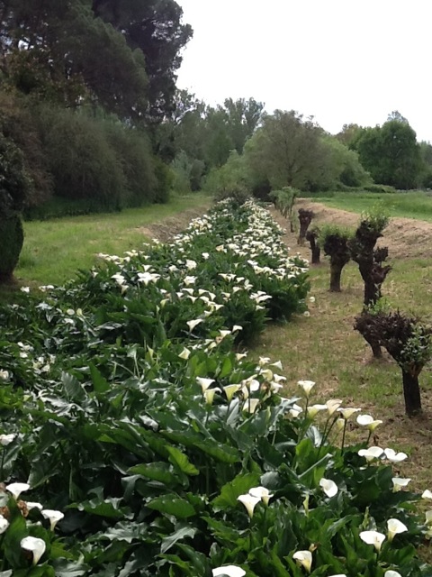 Image for The Garden of Ninfa