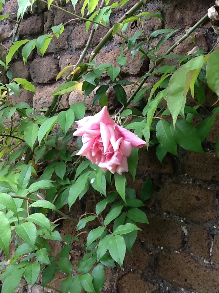 Image for The Garden of Ninfa