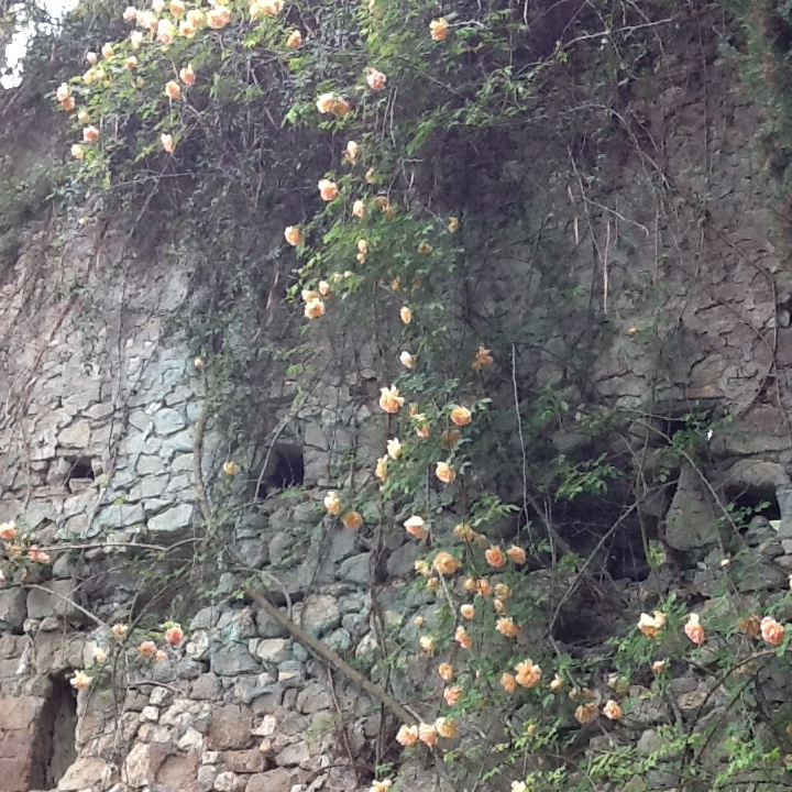 Image for The Garden of Ninfa