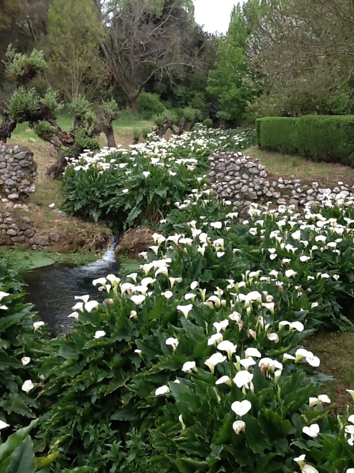 Image for The Garden of Ninfa